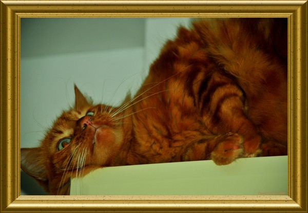  APATRIDES des sourires gourmands…